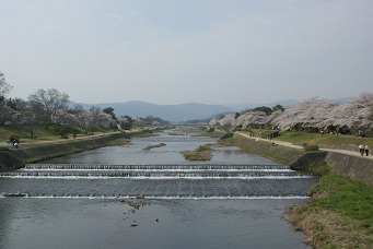 best place to see sakura in kyoto