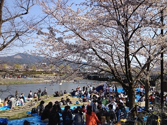 things to do in Kyoto sakura